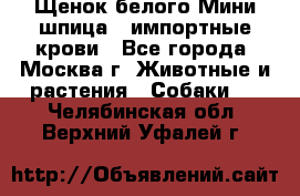 Щенок белого Мини шпица , импортные крови - Все города, Москва г. Животные и растения » Собаки   . Челябинская обл.,Верхний Уфалей г.